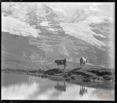 Vaches au bord d'un lac (Berne)